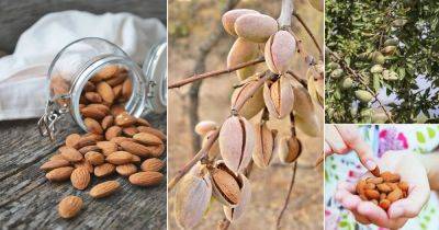 Where do Almonds Come From? Find Out! - balconygardenweb.com - Usa - Iran