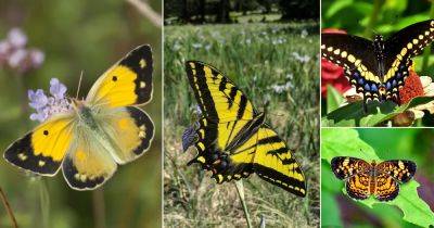30 Black and Yellow Butterfly Meaning and Varieties - balconygardenweb.com - Usa