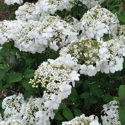 ‘Spring Lace’ Viburnum Is a Compact Workhorse Shrub - finegardening.com - Georgia - state Tennessee