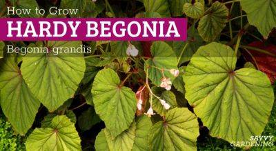 Hardy Begonia (Begonia grandis): A Complete Grow Guide - savvygardening.com