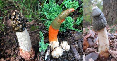 8 Mushrooms that Look Like a Penis - balconygardenweb.com