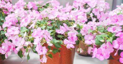 Tips for Growing Impatiens Indoors - gardenerspath.com