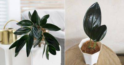 Growing Black Pothos: Scindapsus treubii 'Dark Form' - balconygardenweb.com