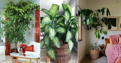 13 Fast Growing Indoor Plants that Grow Tall - balconygardenweb.com - city Sansevieria