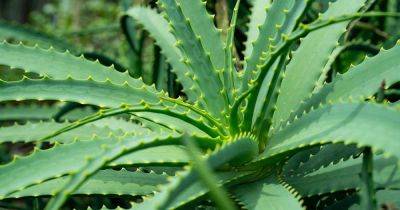 How to Divide Aloe Plants in 5 Simple Steps - gardenerspath.com - state California