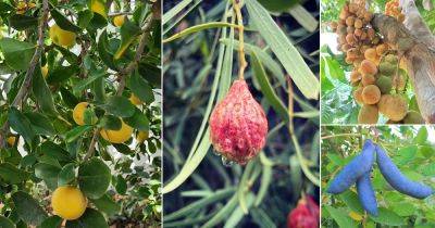 Names of 27 Fruits That Start With D - balconygardenweb.com