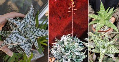 9 White Aloe Varieties for Every Succulent Lover - balconygardenweb.com