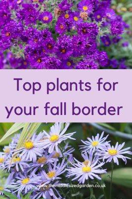 10 top autumn garden tips and plants - themiddlesizedgarden.co.uk - Britain - Japan - county Garden - county Kent