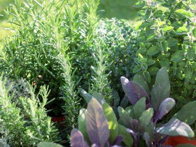 Companion Plants For Thyme – What Grows Well With Thyme - gardeningknowhow.com - city Brussels - state Colorado