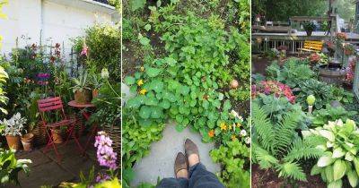 Everything About Making a Chaotic Garden - balconygardenweb.com