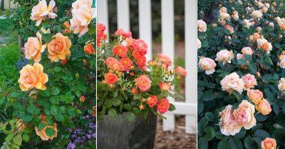 12 Most Beautiful Pink and Yellow Roses - balconygardenweb.com - Usa - Britain