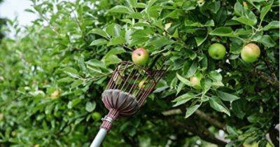 8 of the Best Apple Picker Tools | BBC Gardeners’ World Magazine - gardenersworld.com