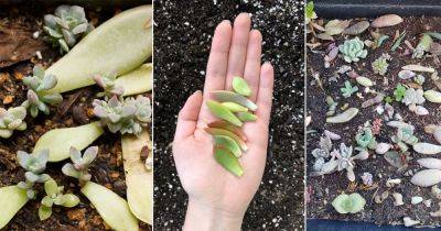 Do This Simple Trick to Grow More Succulents in No Time - balconygardenweb.com