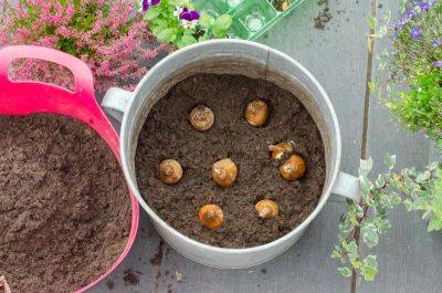 How to plant a bulb lasagne: easy guide to layering bulbs - growingfamily.co.uk