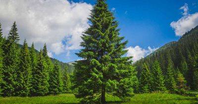 How to Propagate Pine Trees from Seed - gardenerspath.com