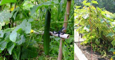 Everything About Growing Cucumbers On Trellis - balconygardenweb.com