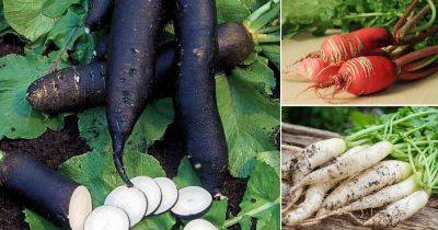 24 Types of Radishes For Containers | Best Radish Varieties - balconygardenweb.com - France - Poland