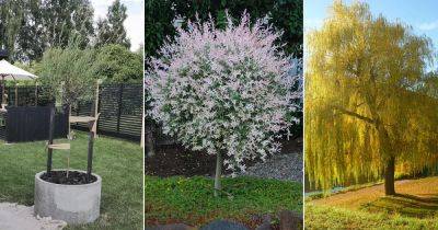 12 Best Types of Pussy Willow - balconygardenweb.com - Usa - state California
