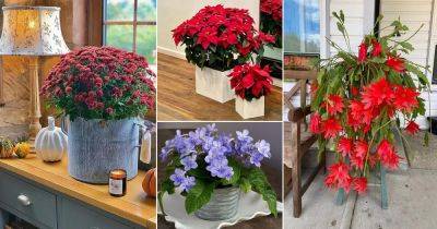 19 Seasonal Houseplants that You Must Not Miss Growing - balconygardenweb.com