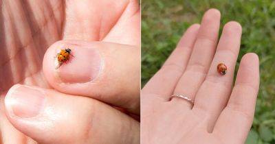 What Does it Mean When a Ladybug Lands on You? - balconygardenweb.com