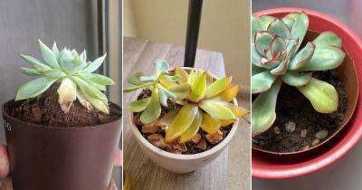 Why My Succulent Leaves Turning Yellow? 10 Reasons and Solutions - balconygardenweb.com