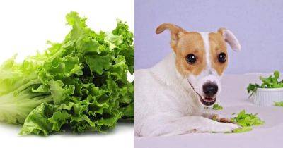 Is Lettuce Safe For Dogs? Can Dogs Eat Lettuce? - balconygardenweb.com - Usa