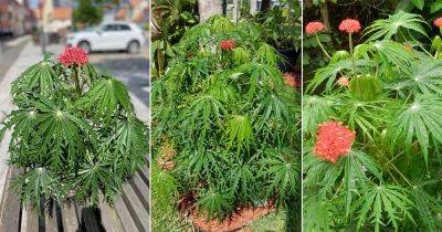 How to Grow Coral Plant | Jatropha multifida Care - balconygardenweb.com - Guatemala