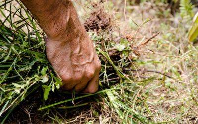 How to Get Rid of Weeds Permanently - jparkers.co.uk