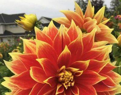 Brian Minter: Dahlias' heat tolerance well suited for a changing garden - theprovince.com - Mexico - Guatemala - county Garden