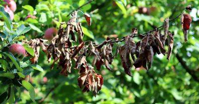 How to Prevent and Manage Fireblight in Apples, Pears, and Plums - gardenerspath.com