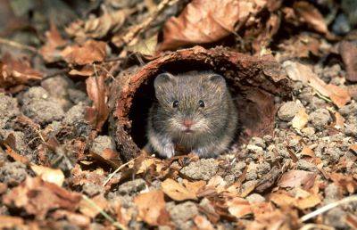 A Vole’s Role in a Garden - treehugger.com
