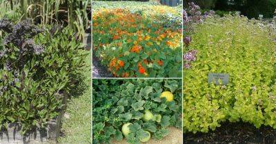 18 Best Edible Ground Cover Plants - balconygardenweb.com - Britain