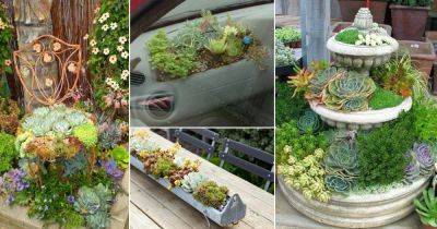 These Pictures Prove You Can Plant Succulents Anywhere - balconygardenweb.com