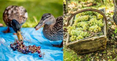 Can Ducks Eat Grapes? Find Out! - balconygardenweb.com