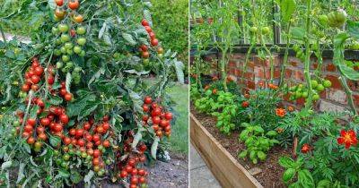 Always Grow these 3 Plants with Tomatoes for Crazy Harvest and Taste - balconygardenweb.com - Italy