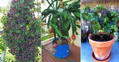 15 Fruits That Grow on Vines | List of Climbing Fruits - balconygardenweb.com