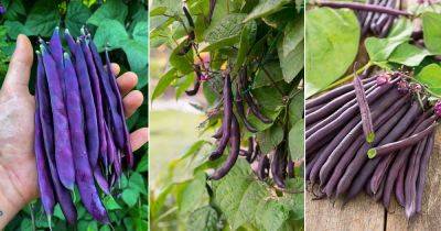14 Best Purple Beans for the Garden - balconygardenweb.com - France - Italy