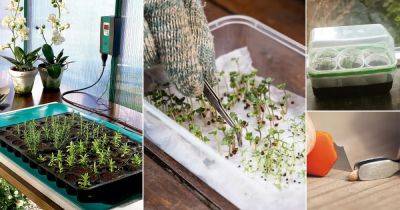 16 Expert Tricks to Germinate Seeds Faster - balconygardenweb.com