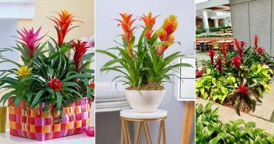 Quick Tips on How to Get a Bromeliad Flower - balconygardenweb.com