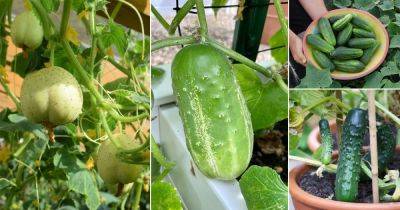 20 Best Mini Cucumber Varieties | Small Cucumbers - balconygardenweb.com