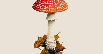 Garden Mushroom Identifier - gardenersworld.com - Britain