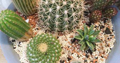 How to Make Your Own Cactus Potting Soil | Gardener's Path - gardenerspath.com