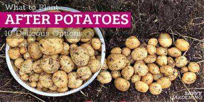What to Plant After Potatoes: 10 Delicious Options - savvygardening.com - state Colorado