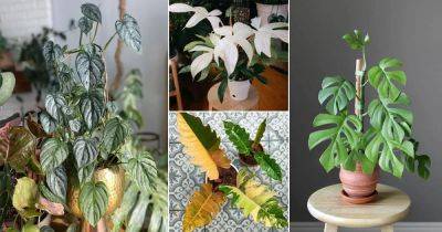27 Best Types of Philodendron Plants You Can Grow Indoors - balconygardenweb.com