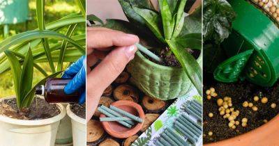 7 Best Plant Foods for Indoor Plants Explained - balconygardenweb.com