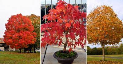 Sugar Maple Tree Growing Guide - balconygardenweb.com - Usa - Canada