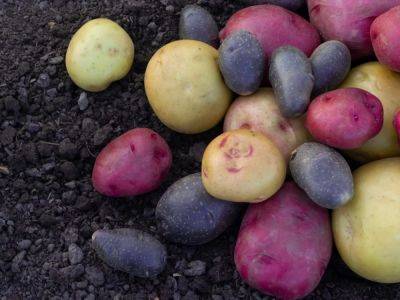 Unusual Potatoes To Grow In The Home Garden - gardeningknowhow.com - Usa