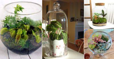 45 Best Small Terrarium Plants | Mini Plants For Closed Terrariums - balconygardenweb.com