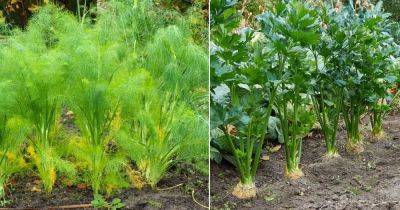 Fennel vs Celery: Similarities and Differences - balconygardenweb.com - region Mediterranean