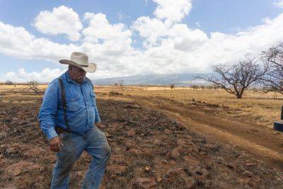 In Fire-Stricken Maui, Sustainable Land Management Is Key - modernfarmer.com - state Hawaii